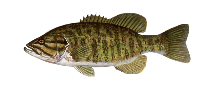Smallmouth