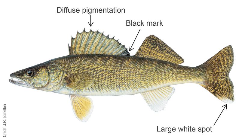 Walleye
