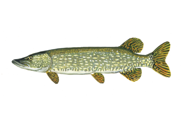 Northern pike