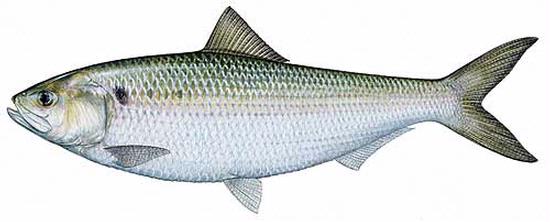 American shad